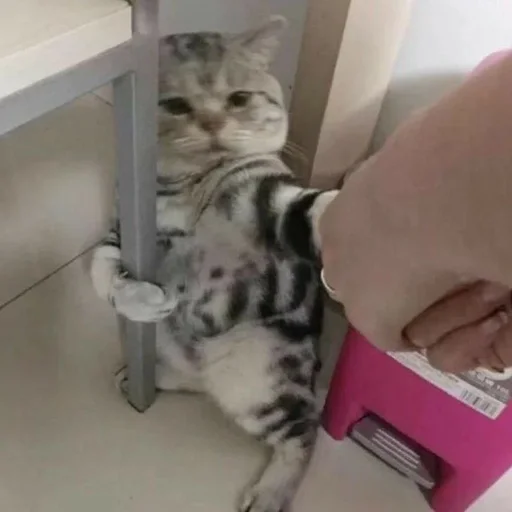 Стикер cats :: @fStikBot - 5