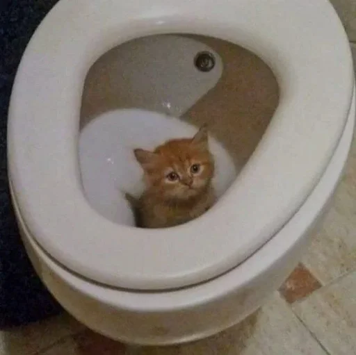 Стикер cats :: @fStikBot - 4