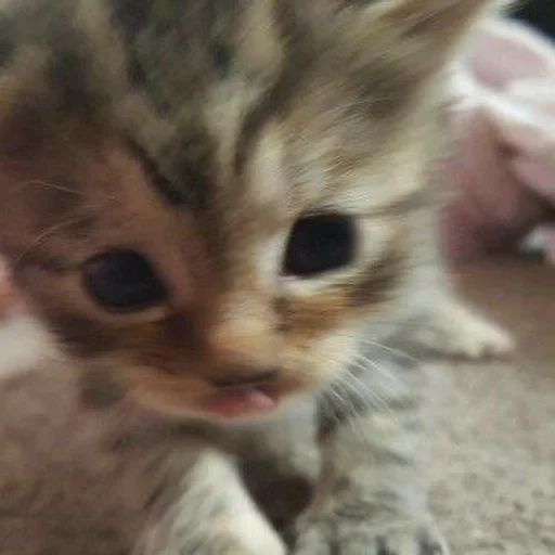 Стикер cats :: @fStikBot - 1