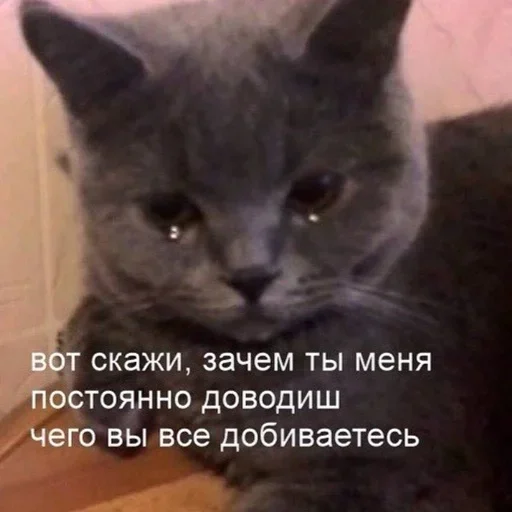 млекопитающее животное кошка