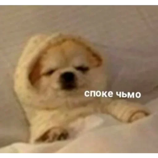 млекопитающее животное собака