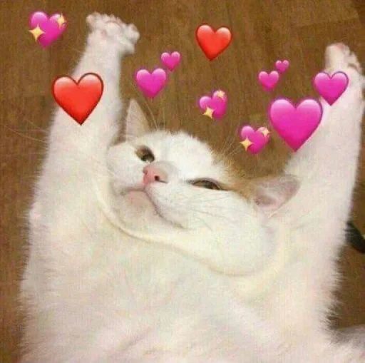 кошки малого и среднего размера млекопитающее животное