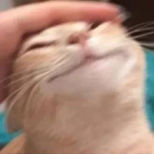 Стикер catuserbot_624133811_1 - 1