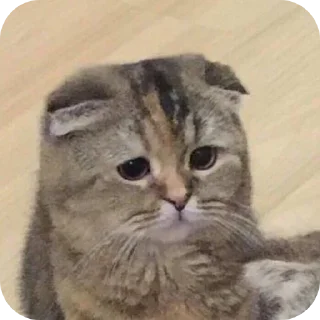 Стикер caxar - 6