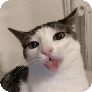 Стикер caxar - 1