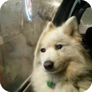 Стикер caxar - 9