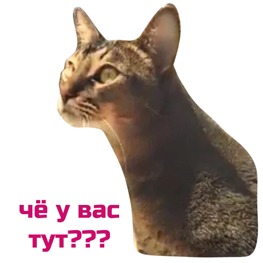 Sticker cb7f865c_41b9_4197_9f6a_b93a1f2d1f12_by_sticat_bot - 1