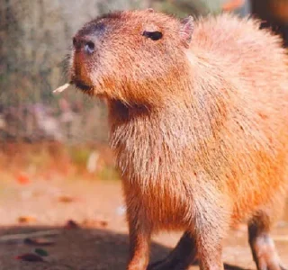 Sticker Больше стикеров: @capybarastiker - 8