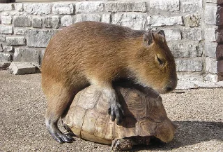 Sticker Больше стикеров: @capybarastiker - 4