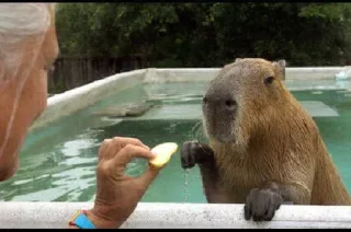 Sticker Больше стикеров: @capybarastiker - 5