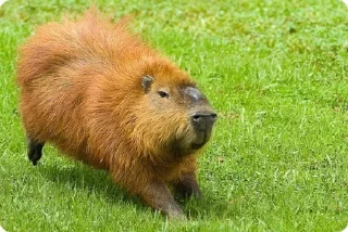 Sticker Больше стикеров: @capybarastiker - 6