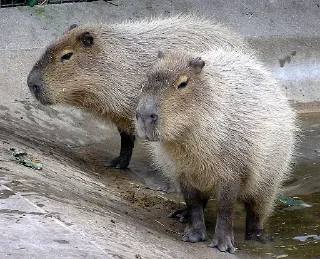 Sticker Больше стикеров: @capybarastiker - 7