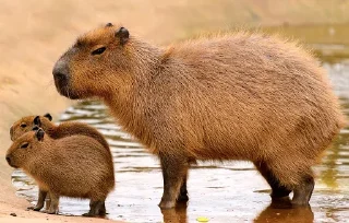 Sticker Больше стикеров: @capybarastiker - 2