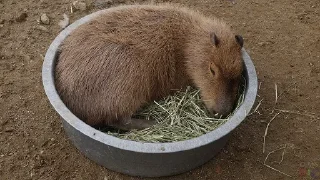 Sticker Больше стикеров: @capybarastiker - 9