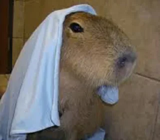 Sticker Больше стикеров: @capybarastiker - 10