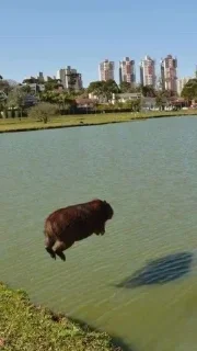 Sticker Больше стикеров: @capybarastiker - 8