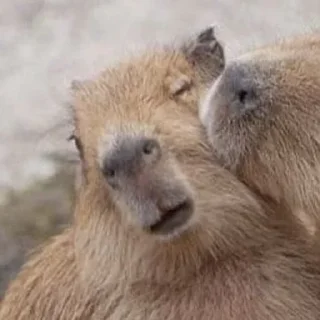 Sticker Больше стикеров: @capybarastiker - 9