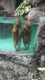 Sticker Больше стикеров: @capybarastiker - 4