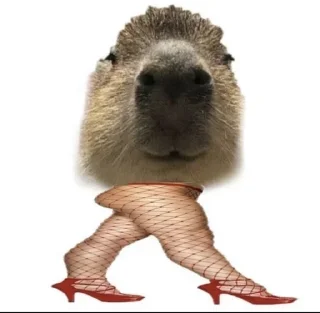 Sticker Больше стикеров: @capybarastiker - 6