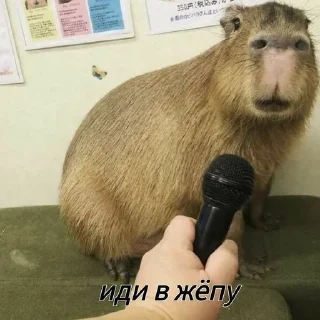Sticker Больше стикеров: @capybarastiker - 1