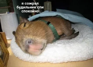 Sticker Больше стикеров: @capybarastiker - 2