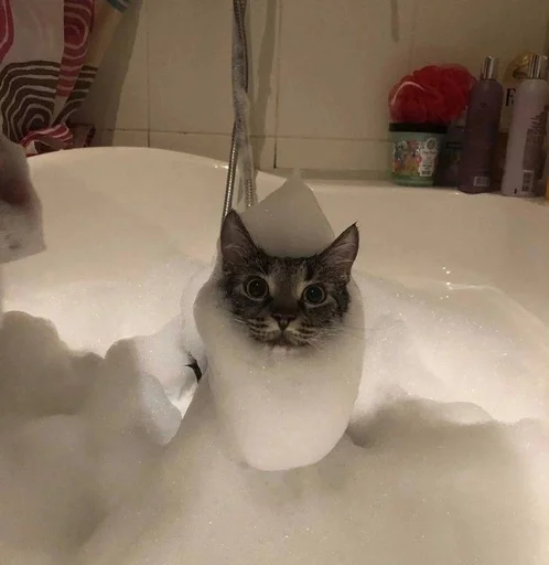 комнатный тонуть кошки малого и среднего размера