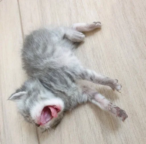 животное млекопитающее мех