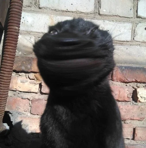 животное чёрный здание