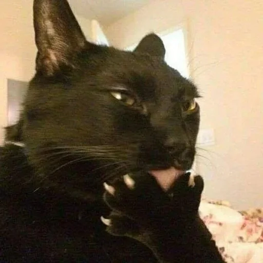 животное млекопитающее комнатный