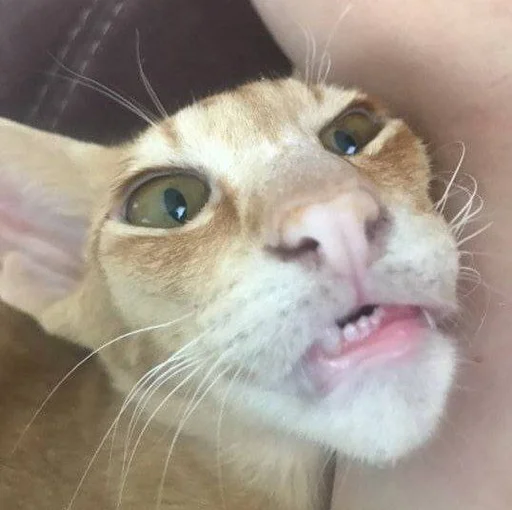 млекопитающее животное кошка