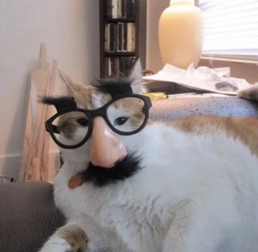 комнатный животное кошка