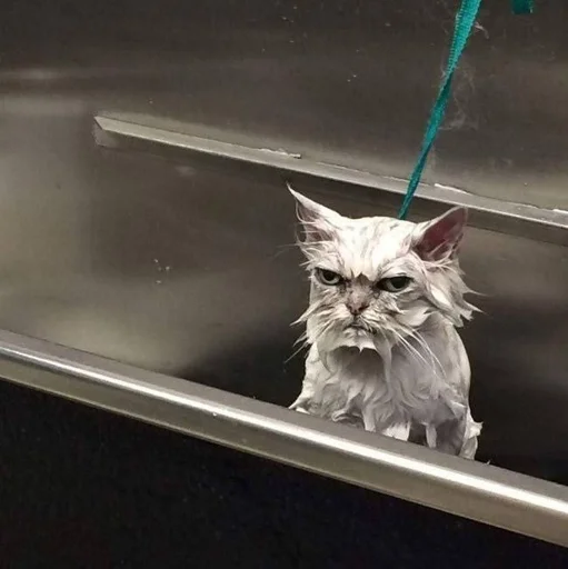 кошка млекопитающее кошки малого и среднего размера