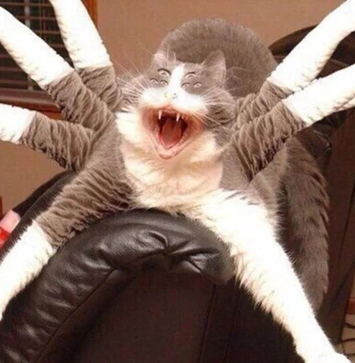 животное мех обезьяна