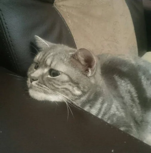 млекопитающее кошки малого и среднего размера усы