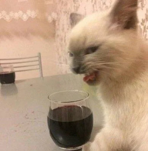 кошки малого и среднего размера комнатный кошачьи