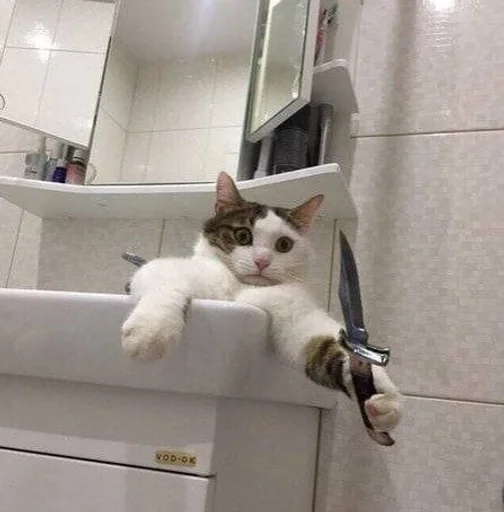 комнатный кошки малого и среднего размера кошачьи