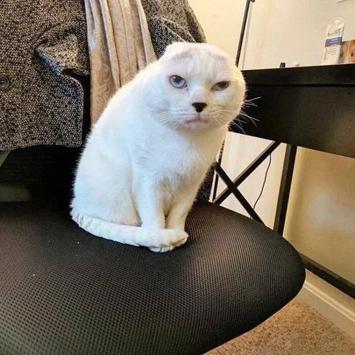 кошки малого и среднего размера комнатный кошачьи