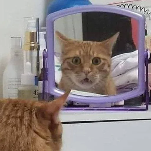 animal small to medium-sized cats indoor