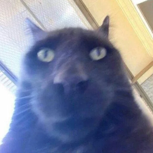 животное млекопитающее кошка