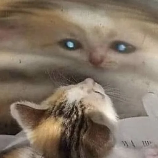 животное млекопитающее кошка