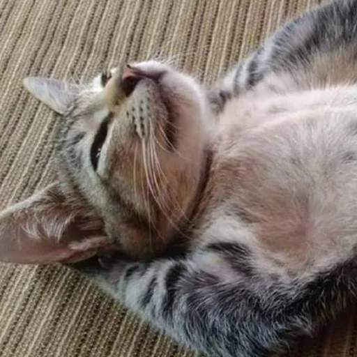 животное млекопитающее кошка