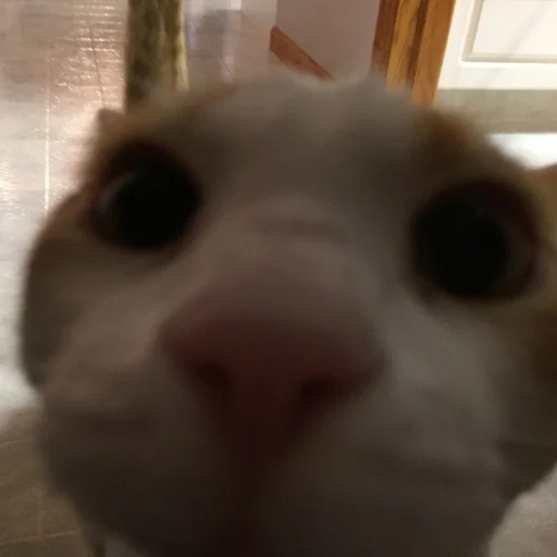 млекопитающее комнатный животное