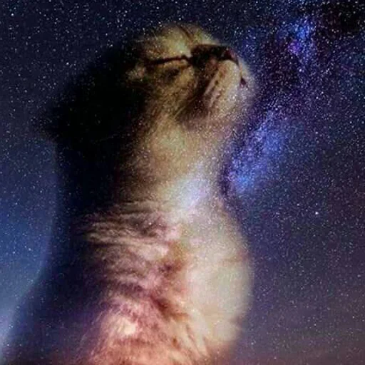 felidae animal small to medium-sized cats