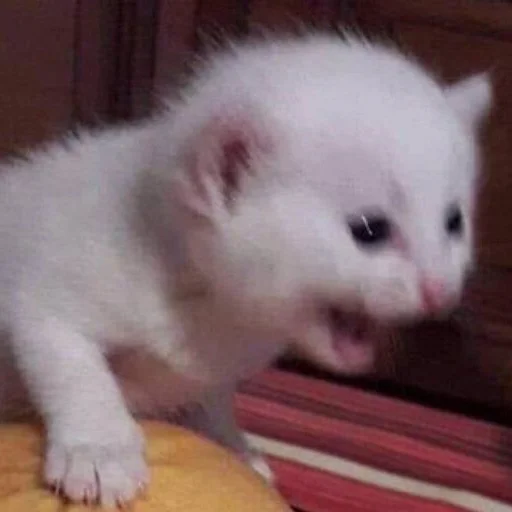 mammal animal small to medium-sized cats