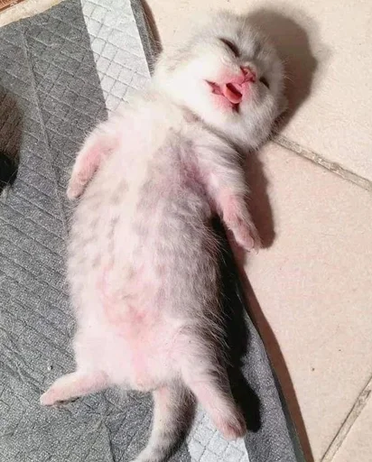 животное млекопитающее кошка