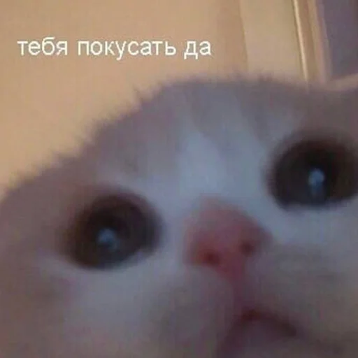 млекопитающее животное кошка