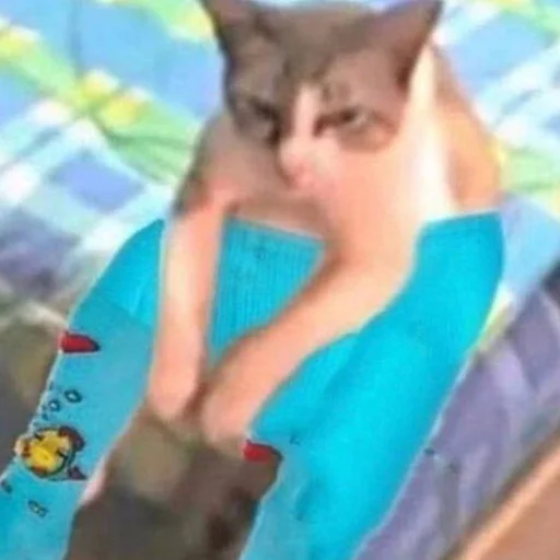 кошка домашняя кошка животное