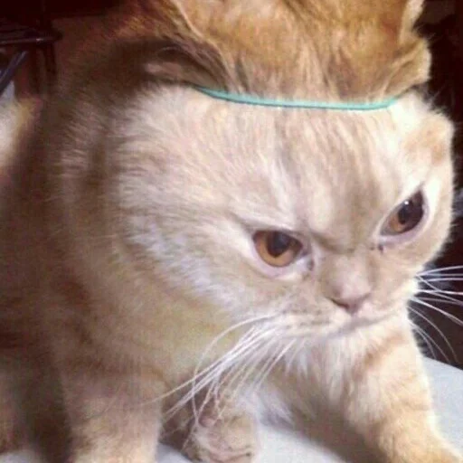 млекопитающее животное кошка