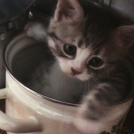 кошка животное котёнок