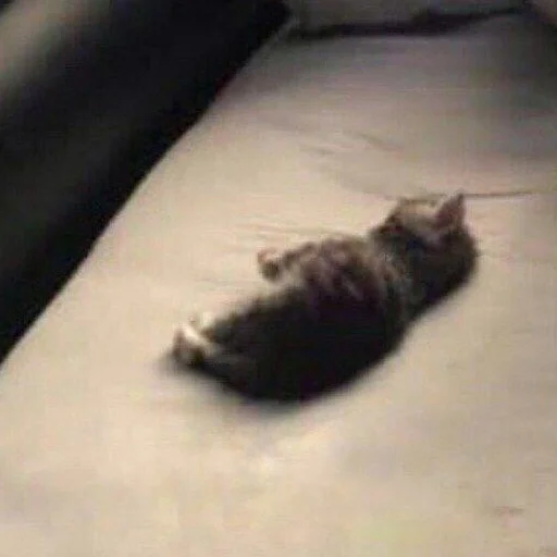 животное млекопитающее кошки малого и среднего размера